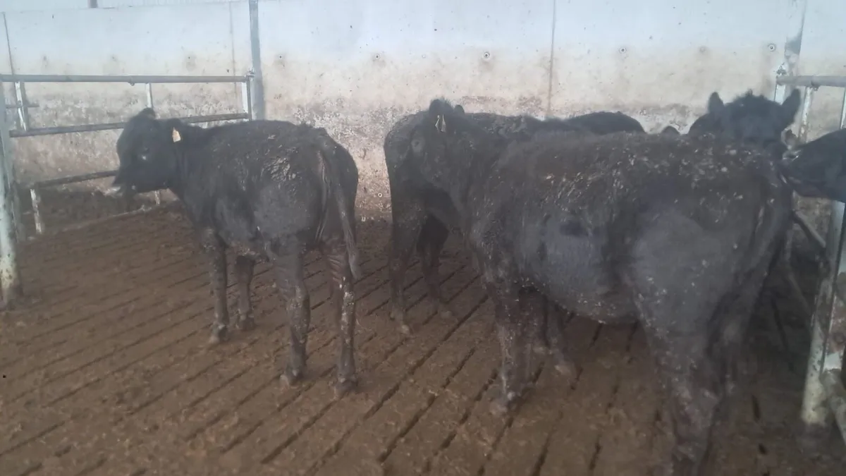 Yearling heifers - Image 4