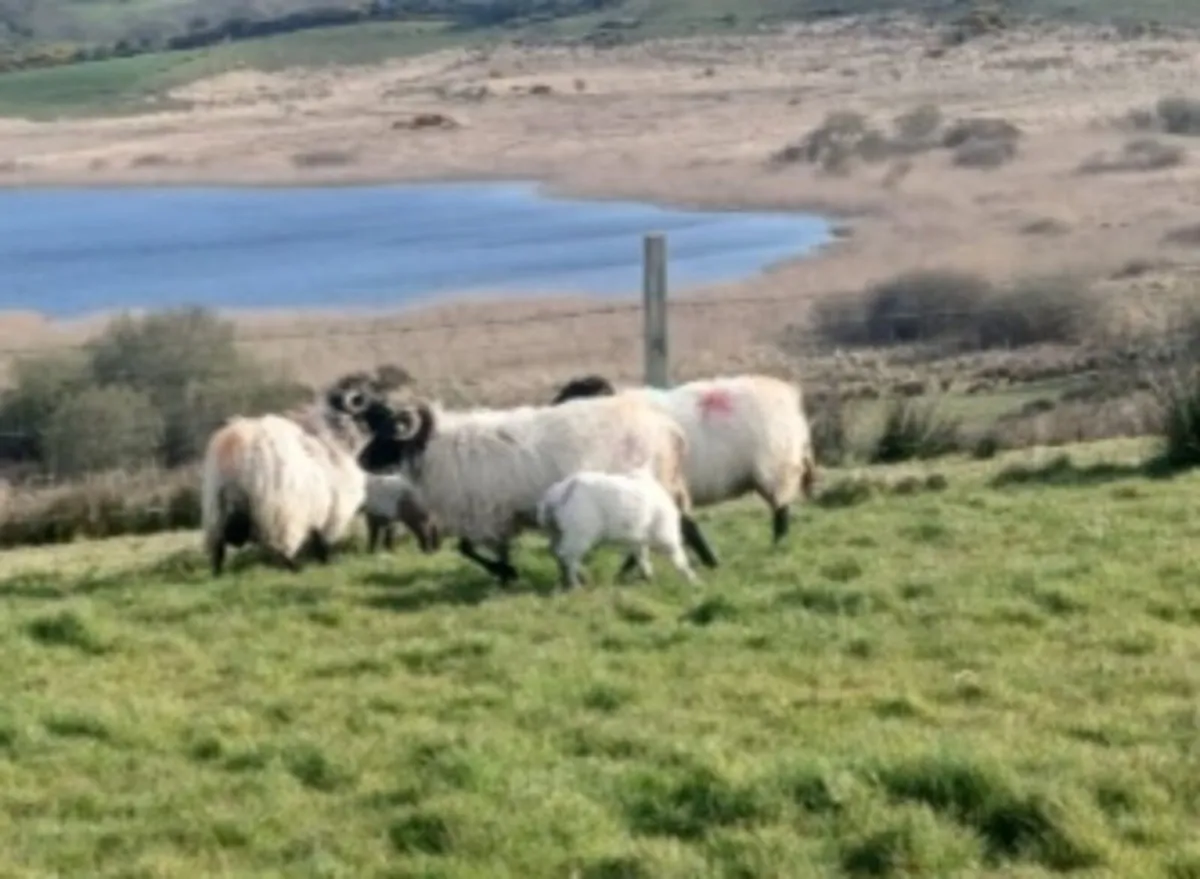 Sheep - Image 1
