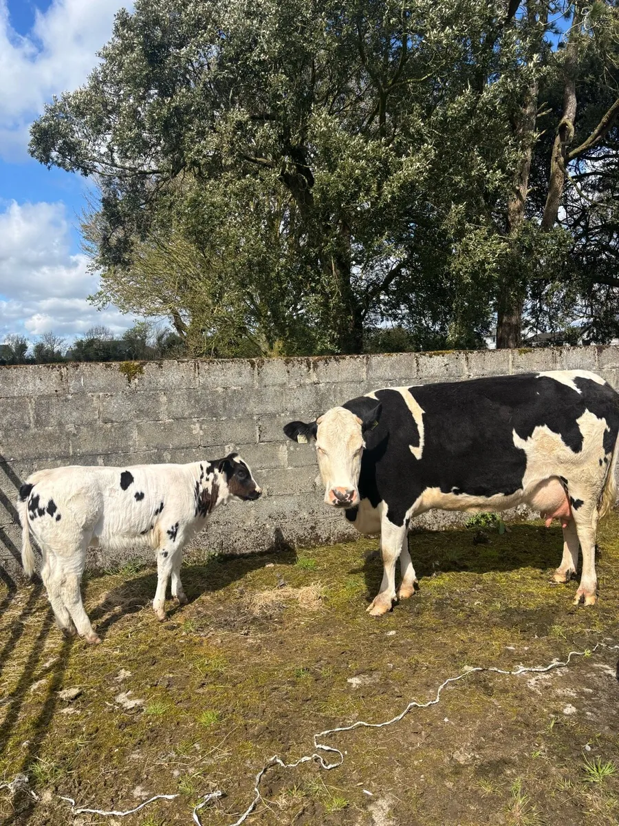 Quality suckler cow - Image 1