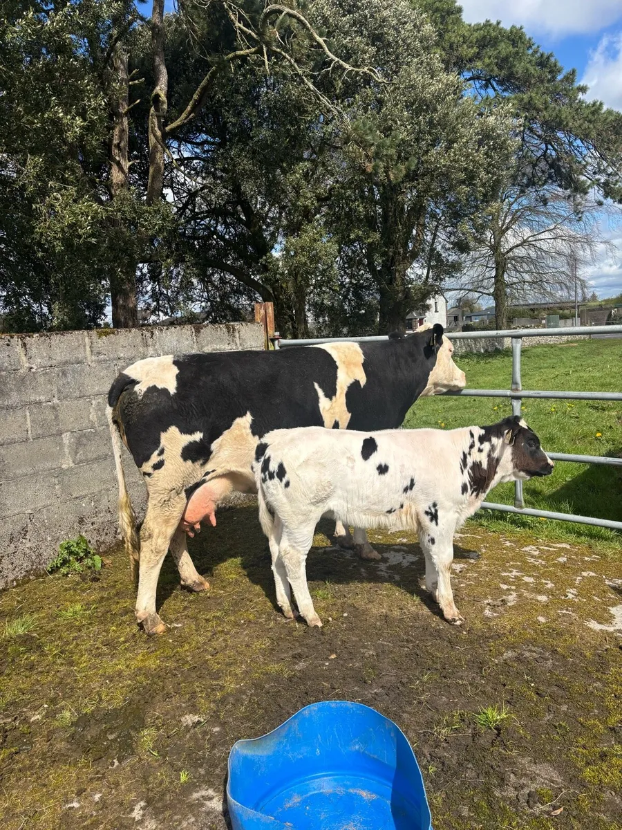 Quality suckler cow - Image 2