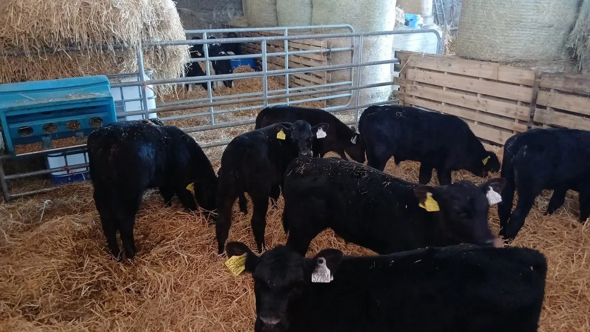 Angus calves - Image 2