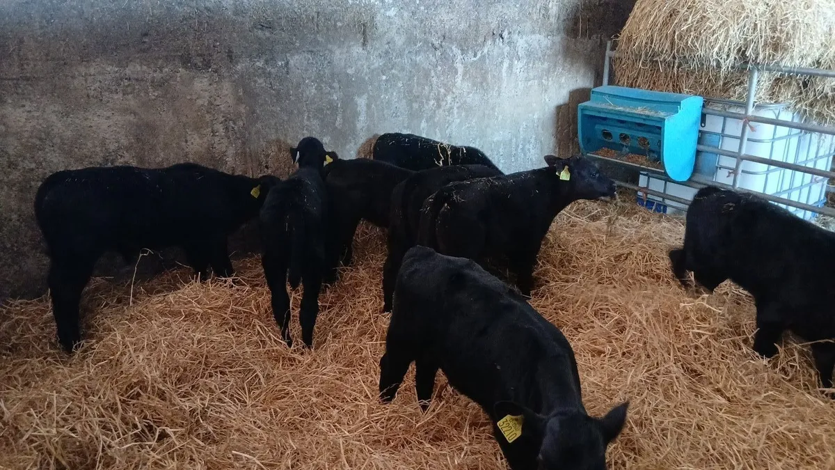 Angus calves - Image 3