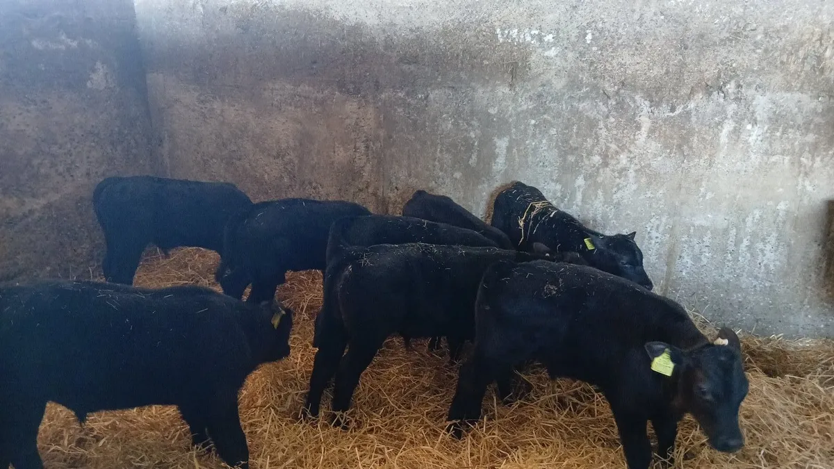 Angus calves - Image 4