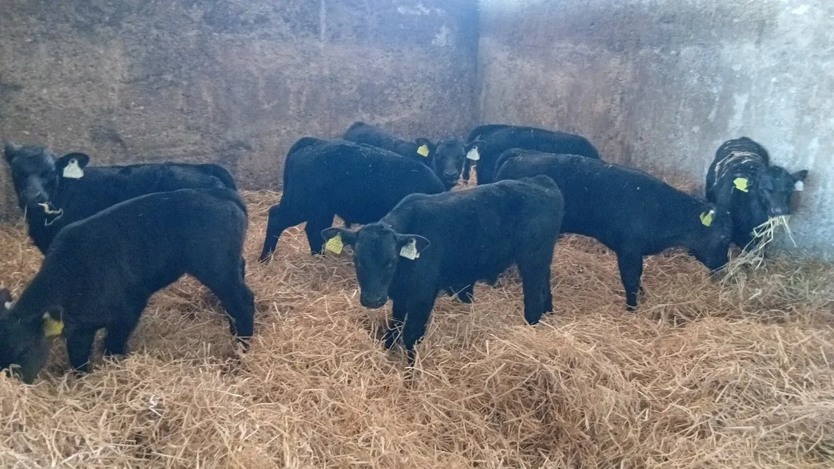 Angus calves - Image 1