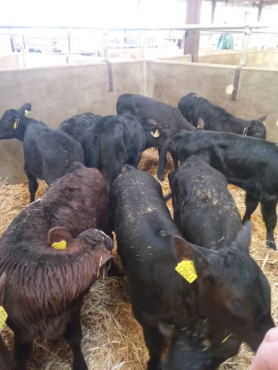 Aax heifers 6weeks old - Image 4