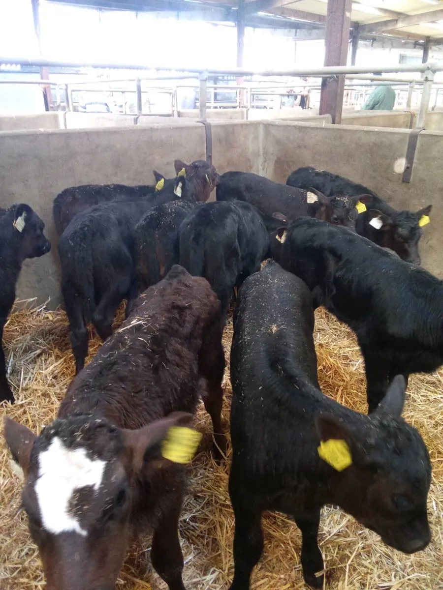 Aax heifers 6weeks old - Image 1