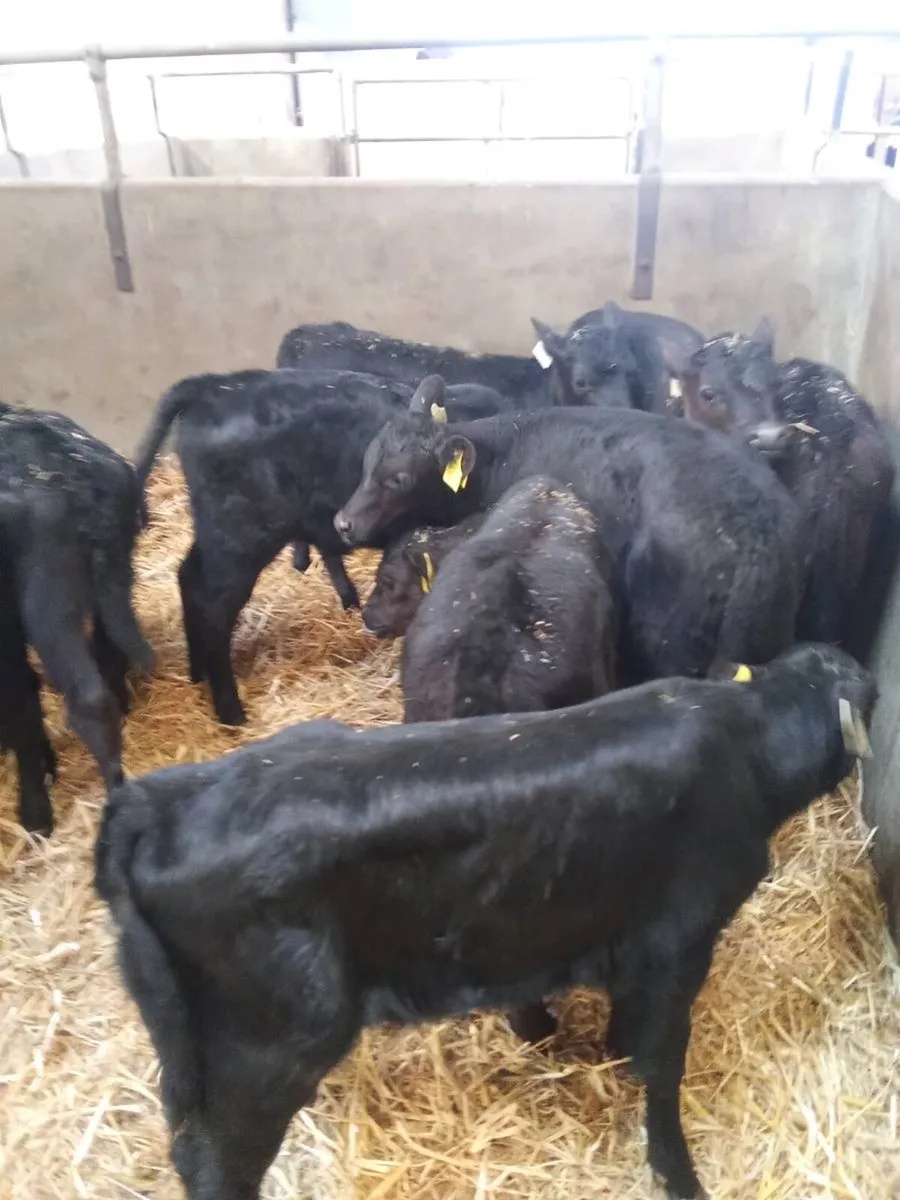 Aax heifers 6weeks old - Image 2