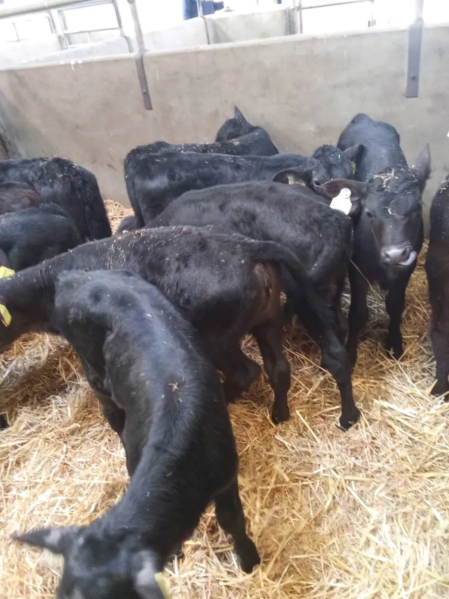 Aax heifers 6weeks old - Image 3