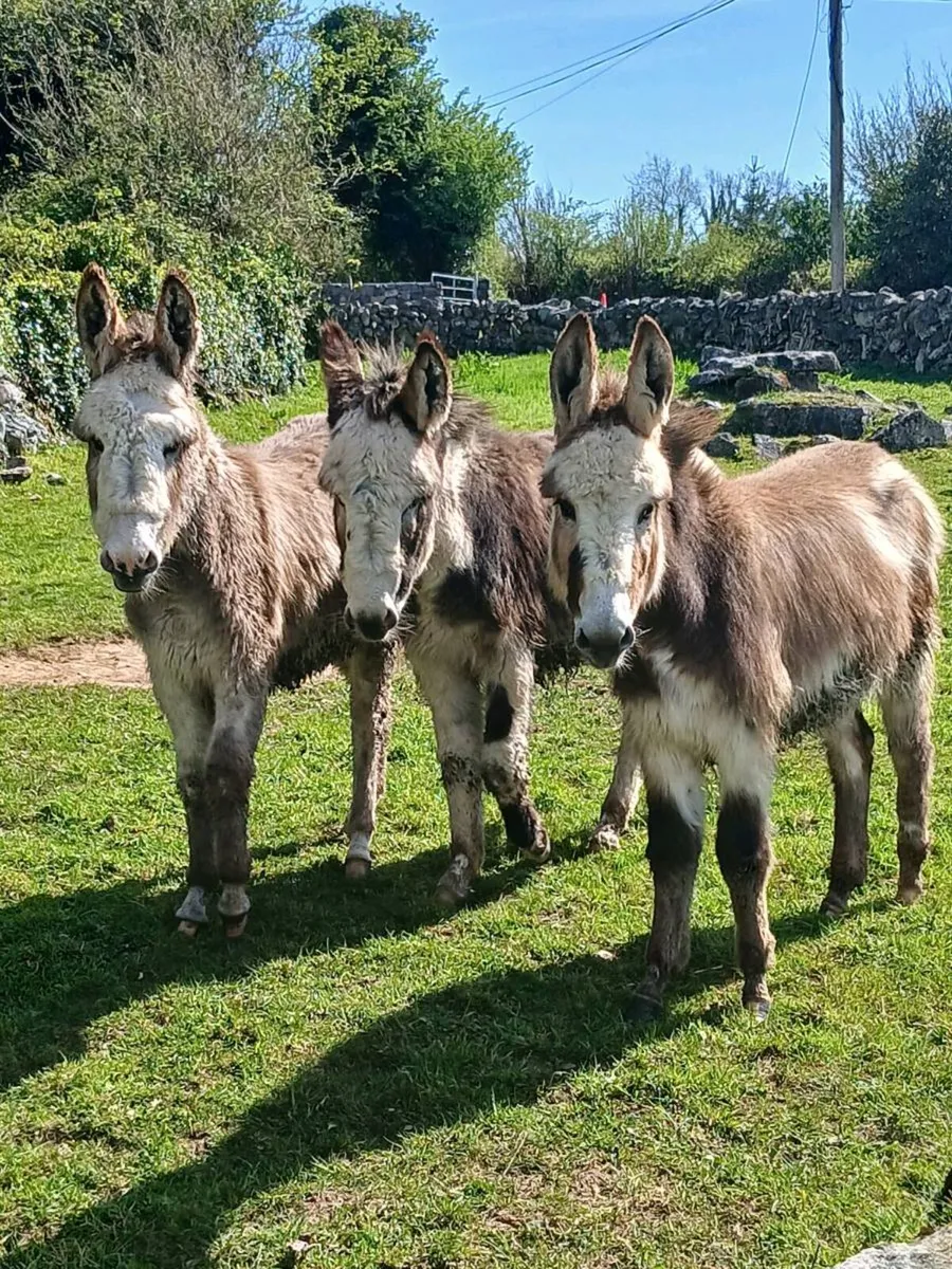 3 × 1 year old Female Donkeys - Image 1