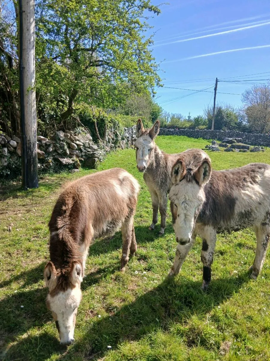 3 × 1 year old Female Donkeys - Image 2