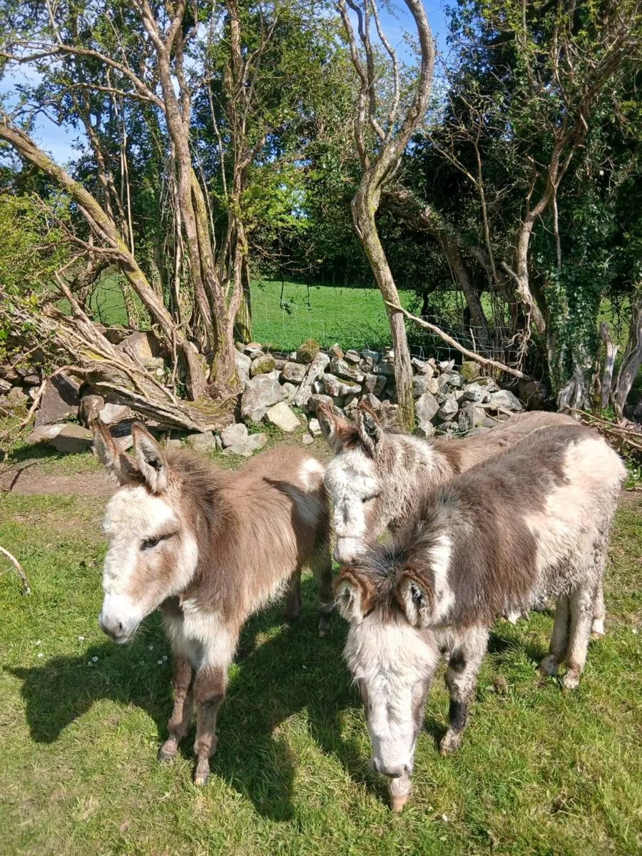 3 × 1 year old Female Donkeys - Image 3