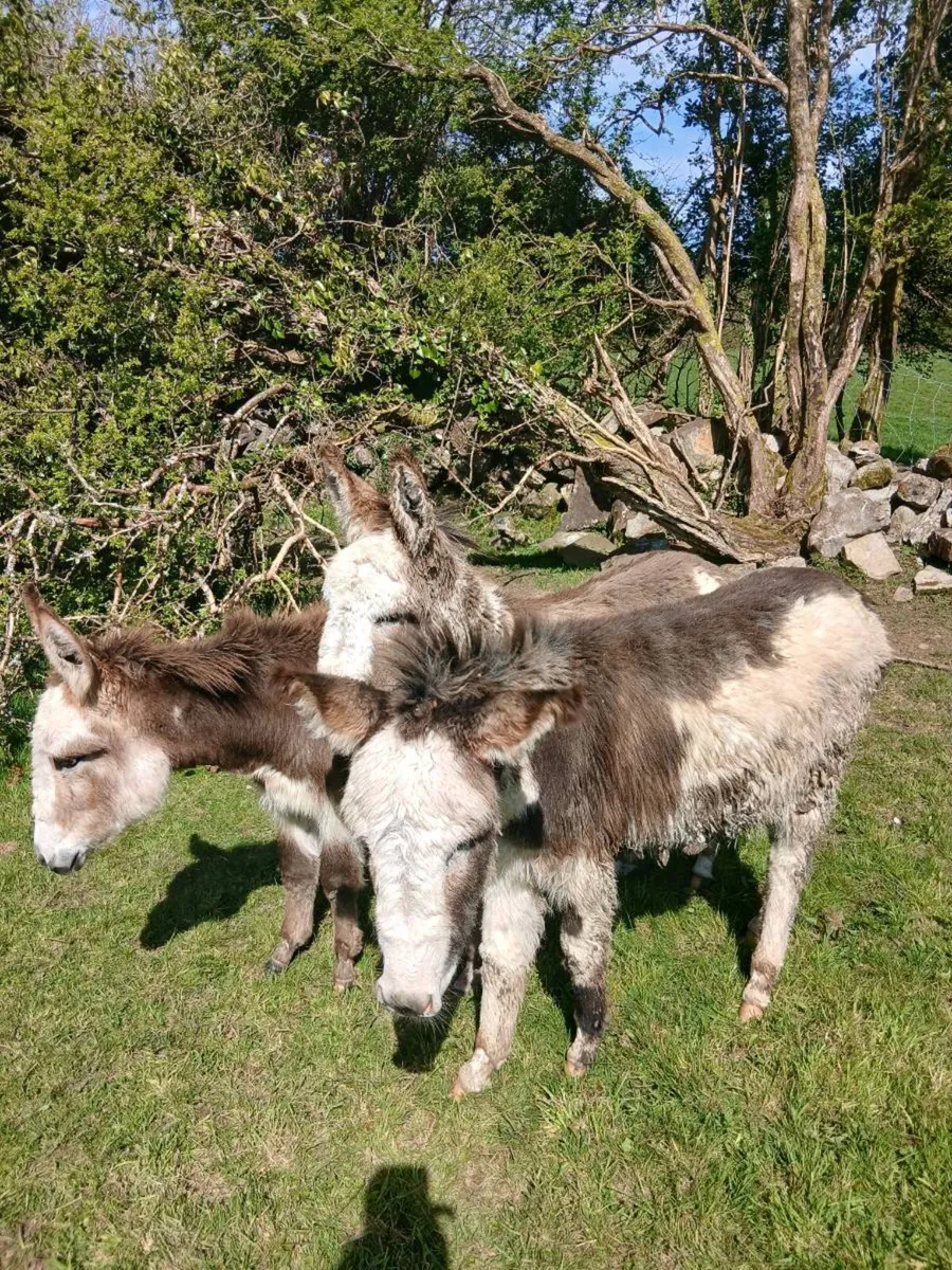 3 × 1 year old Female Donkeys - Image 4