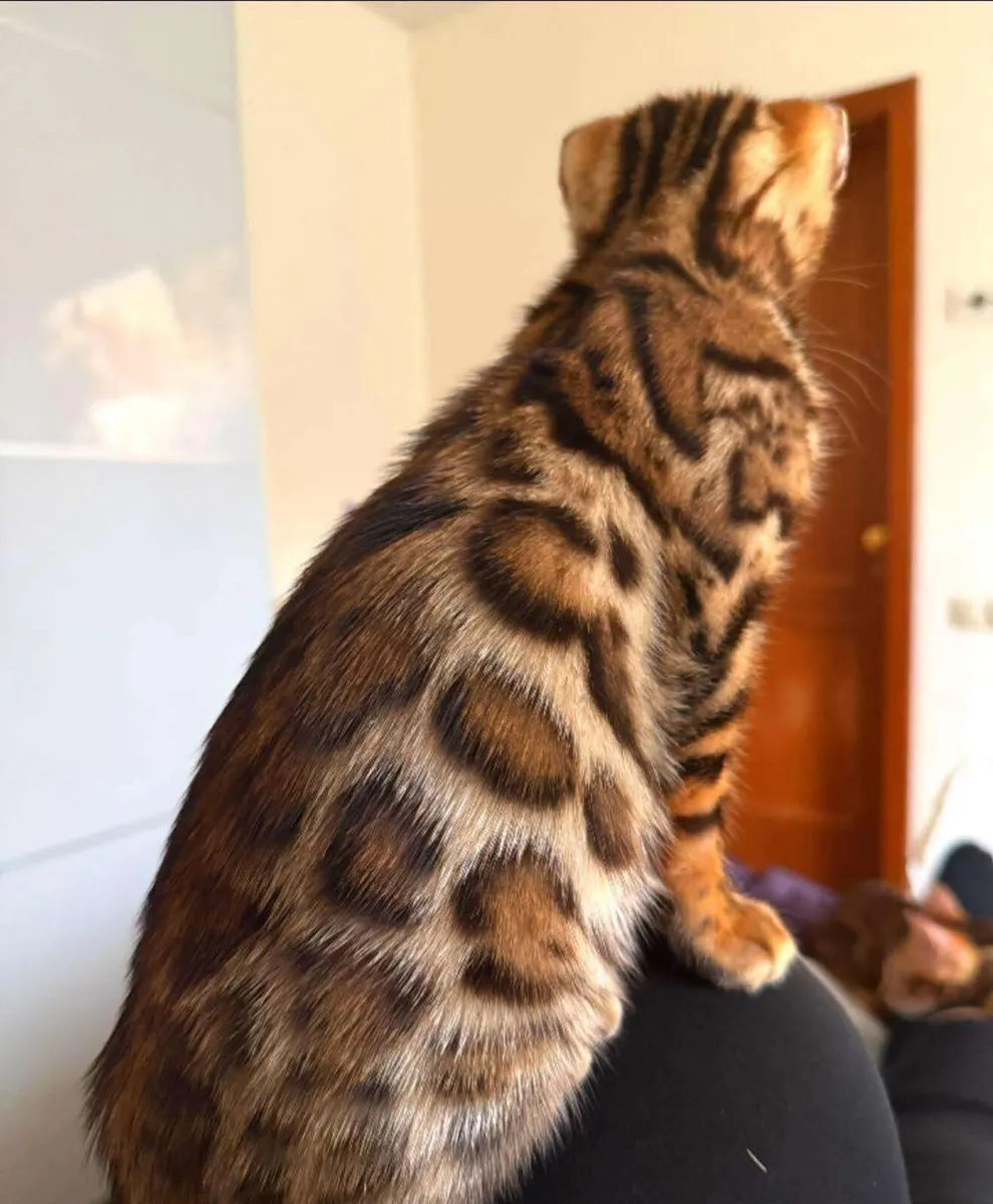 Amazing Purebred Bengal kittens - Image 2