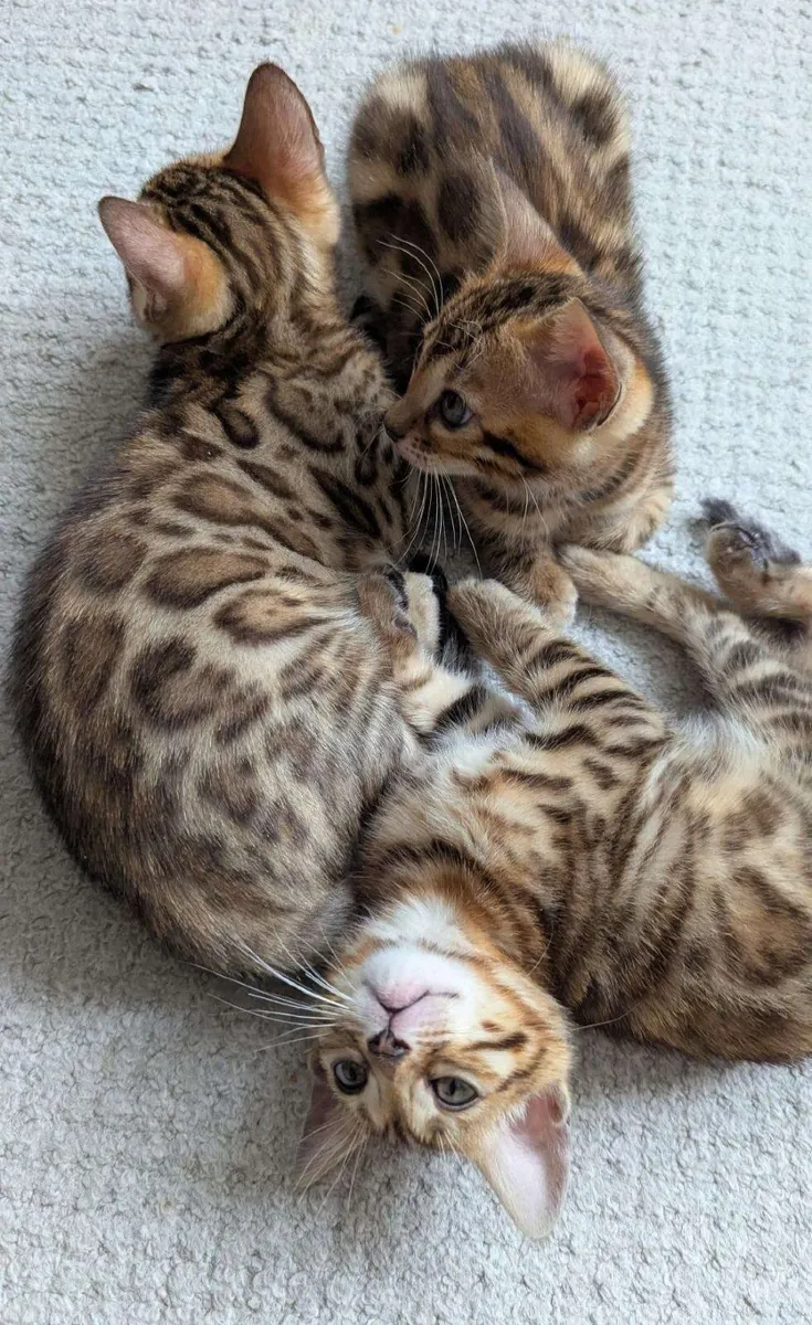 Amazing Purebred Bengal kittens - Image 4