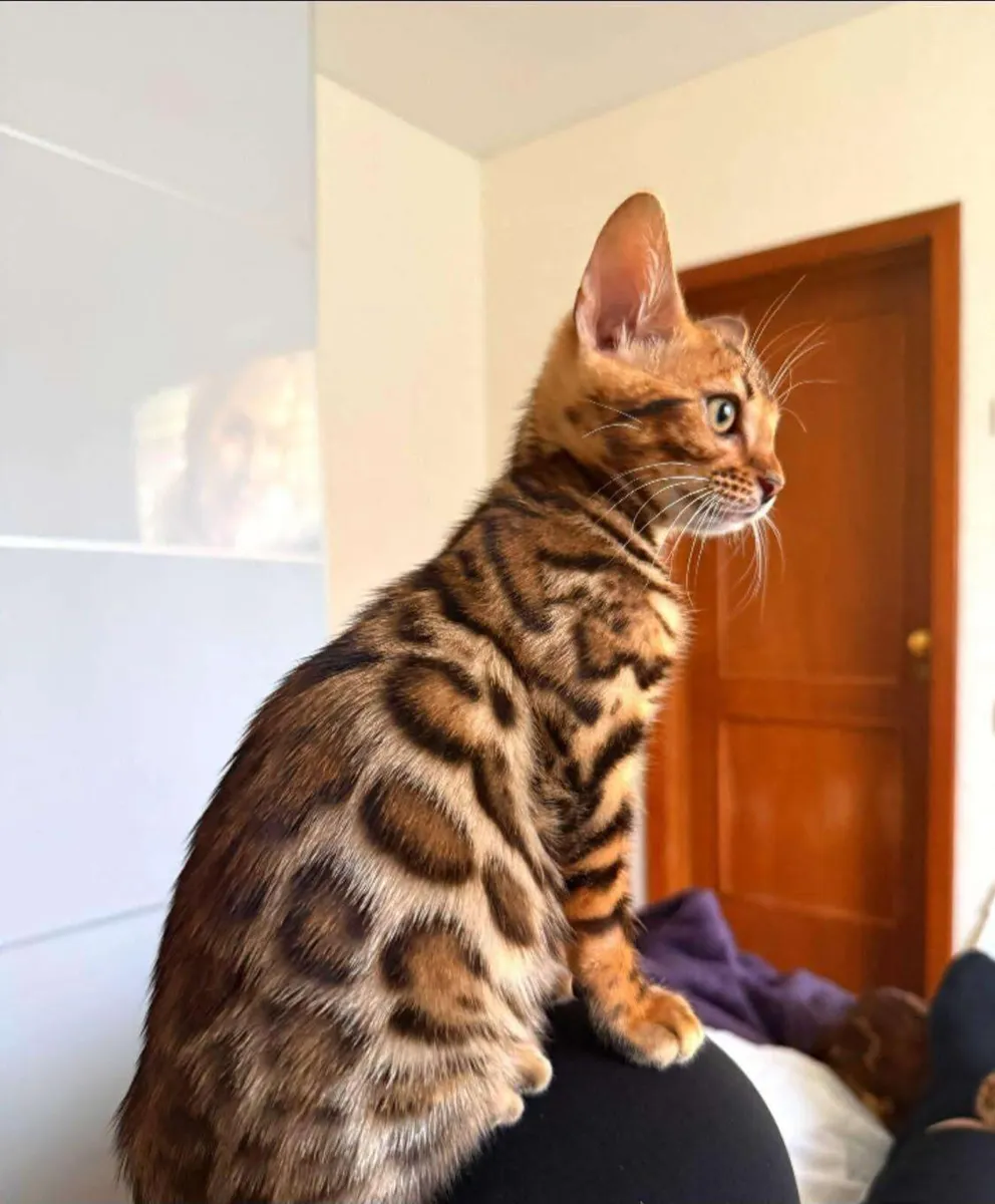 Amazing Purebred Bengal kittens - Image 1