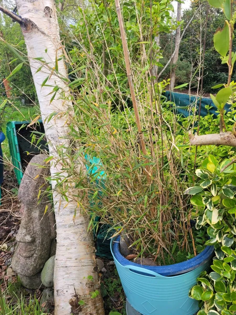 Bamboo Plants - Image 3