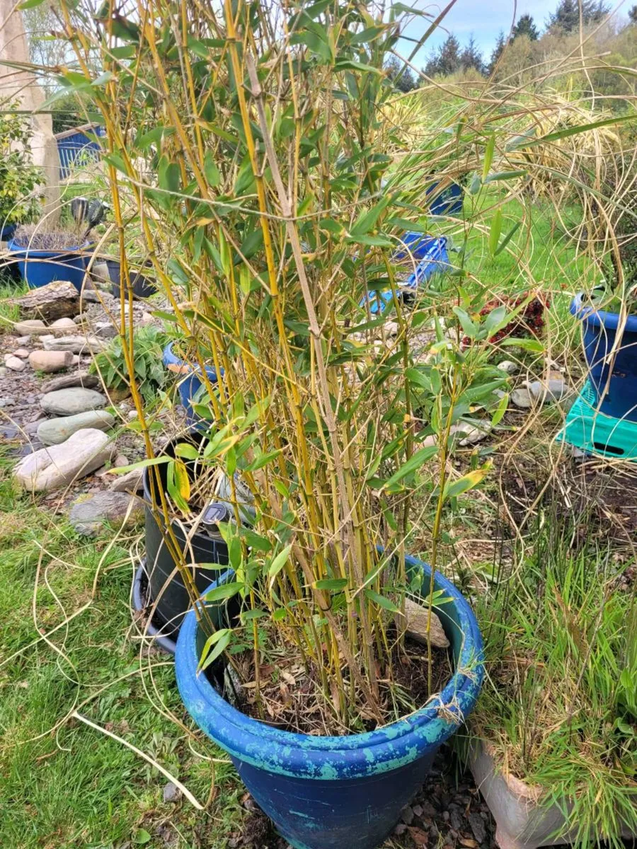 Bamboo Plants - Image 4