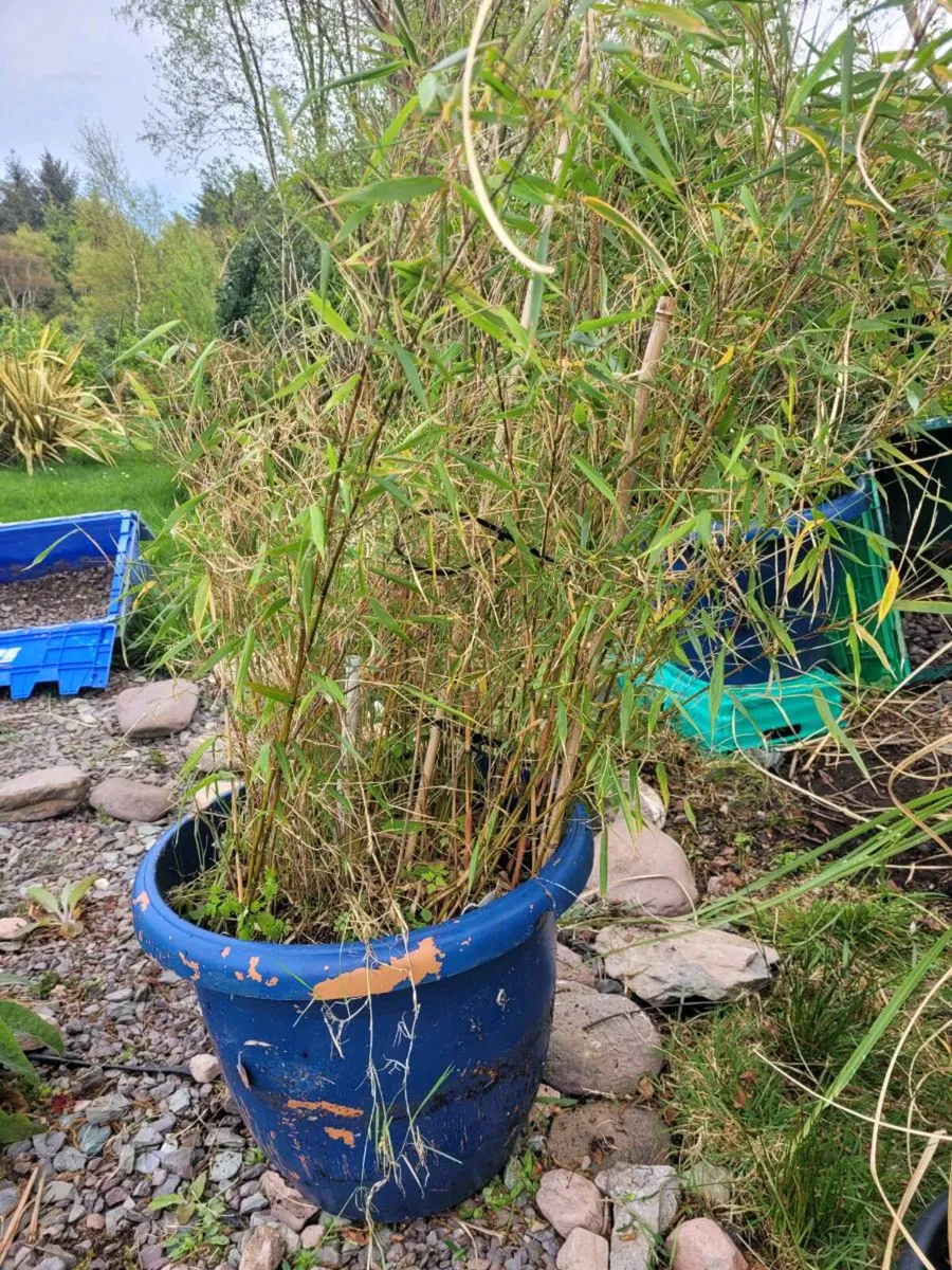 Bamboo Plants - Image 2
