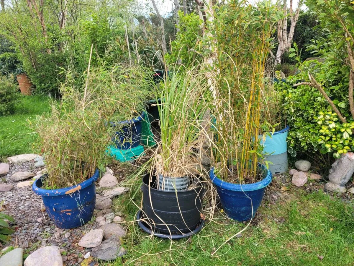 Bamboo Plants - Image 1