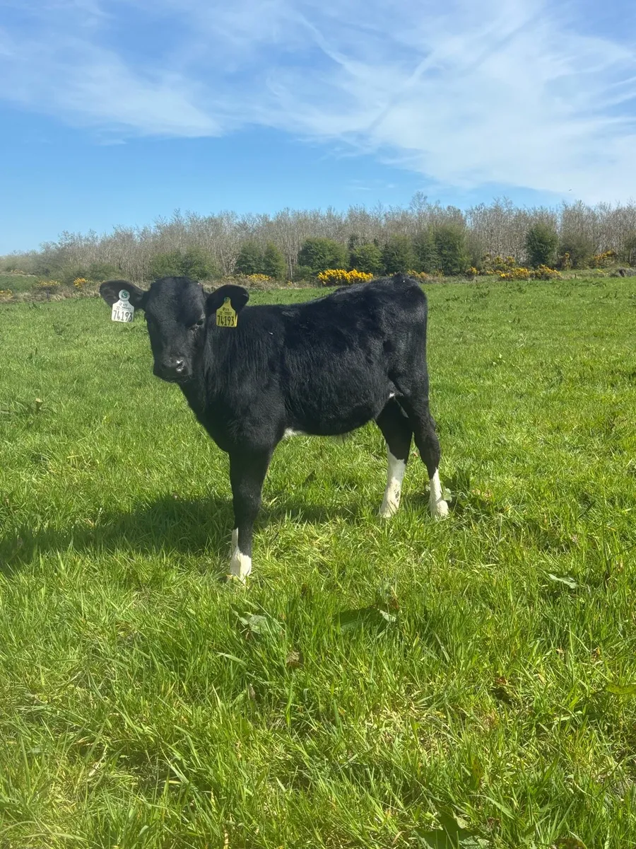 Reared Friesian bulls - Image 1