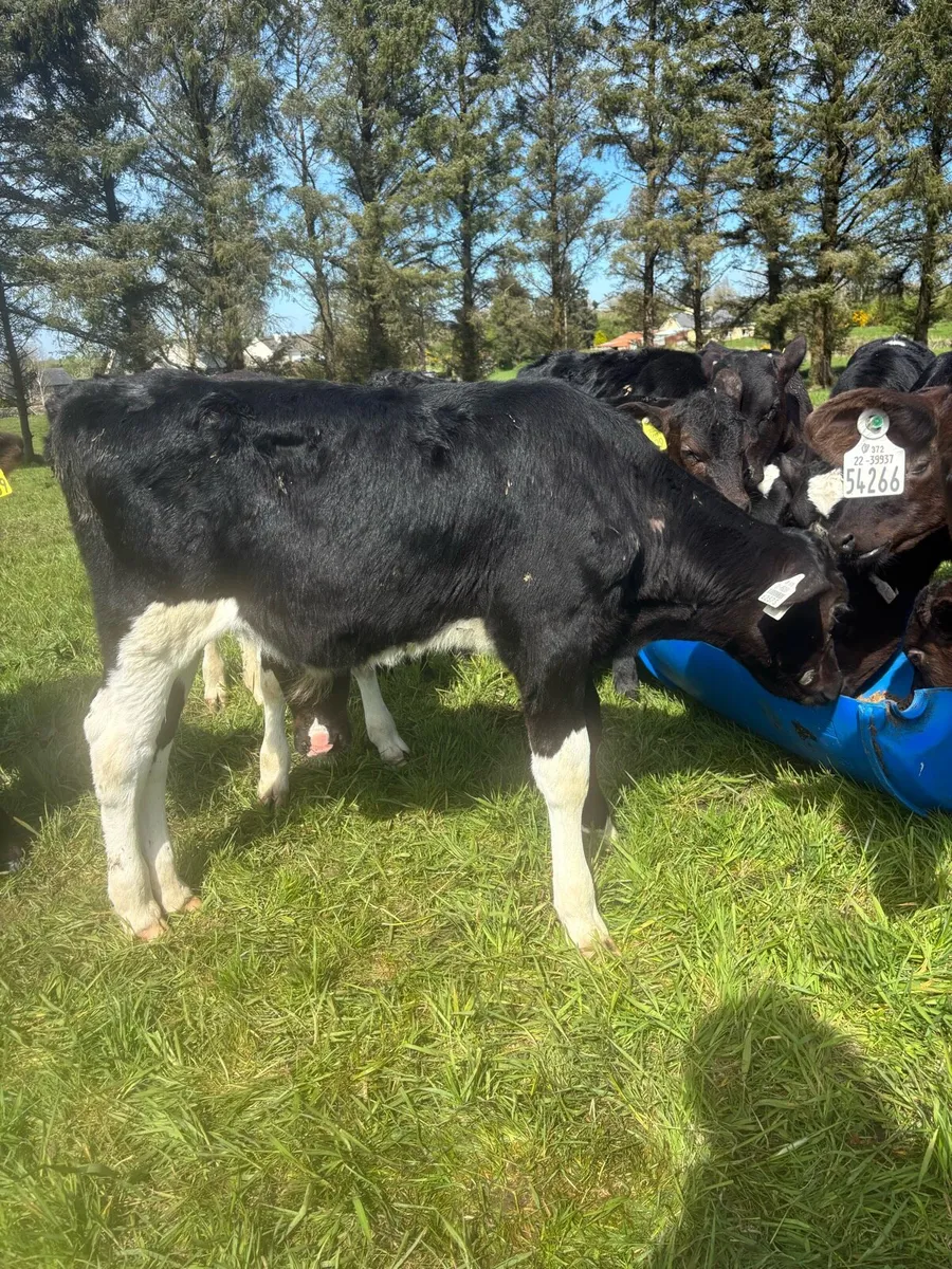 Reared Friesian bulls - Image 2