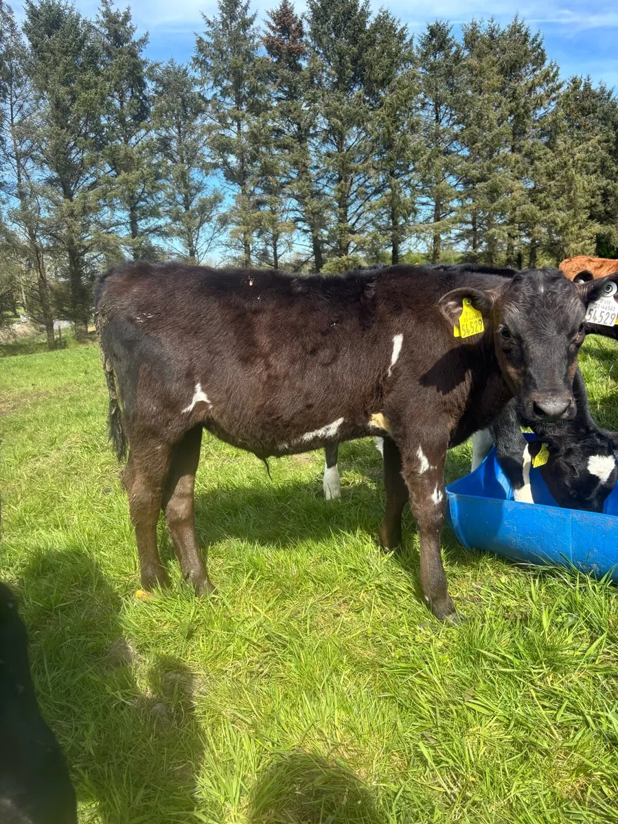 Reared Friesian bulls - Image 3