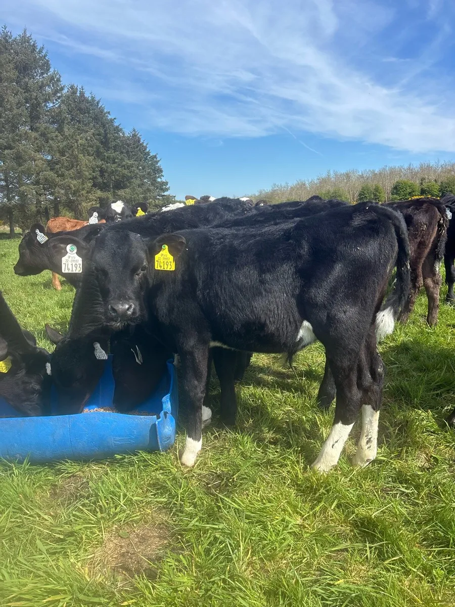 Reared Friesian bulls - Image 4