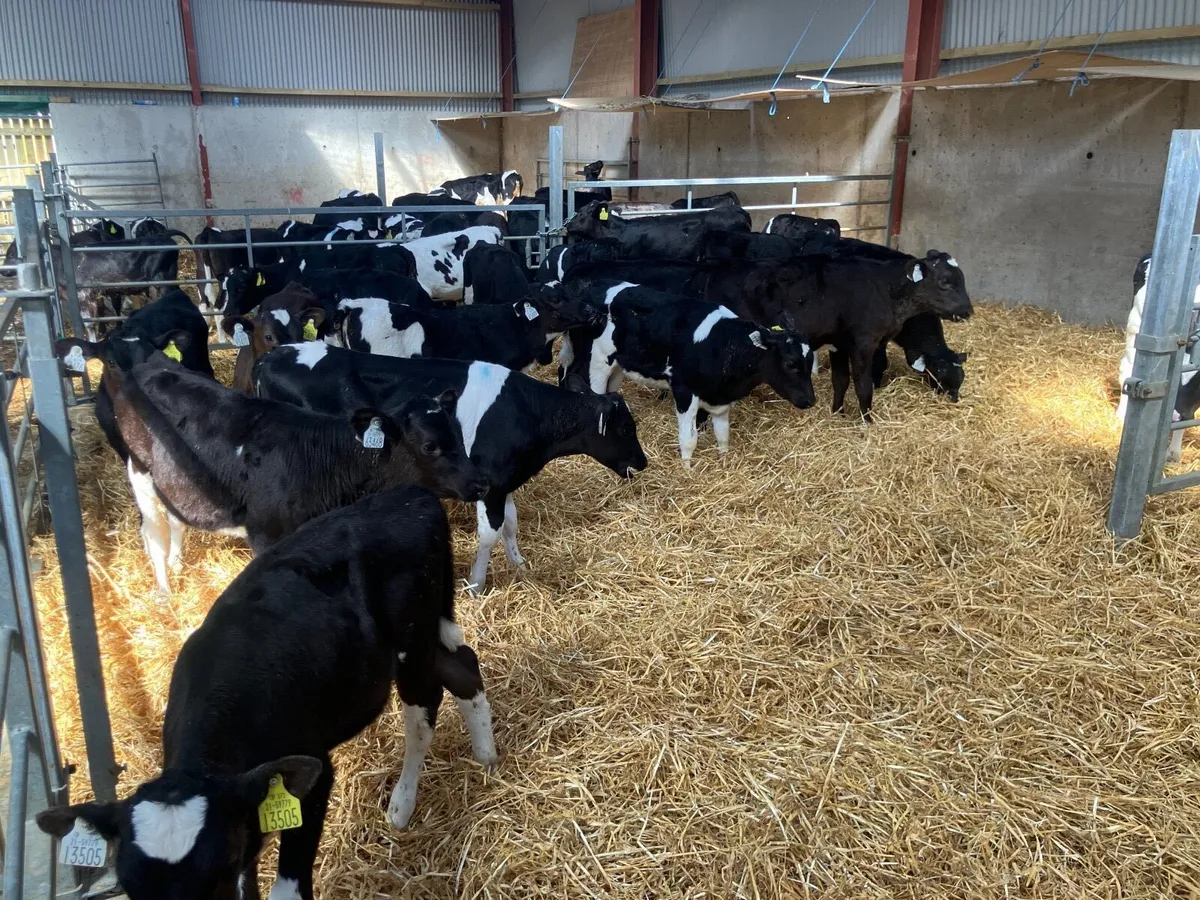 Fresian Heifer Calves