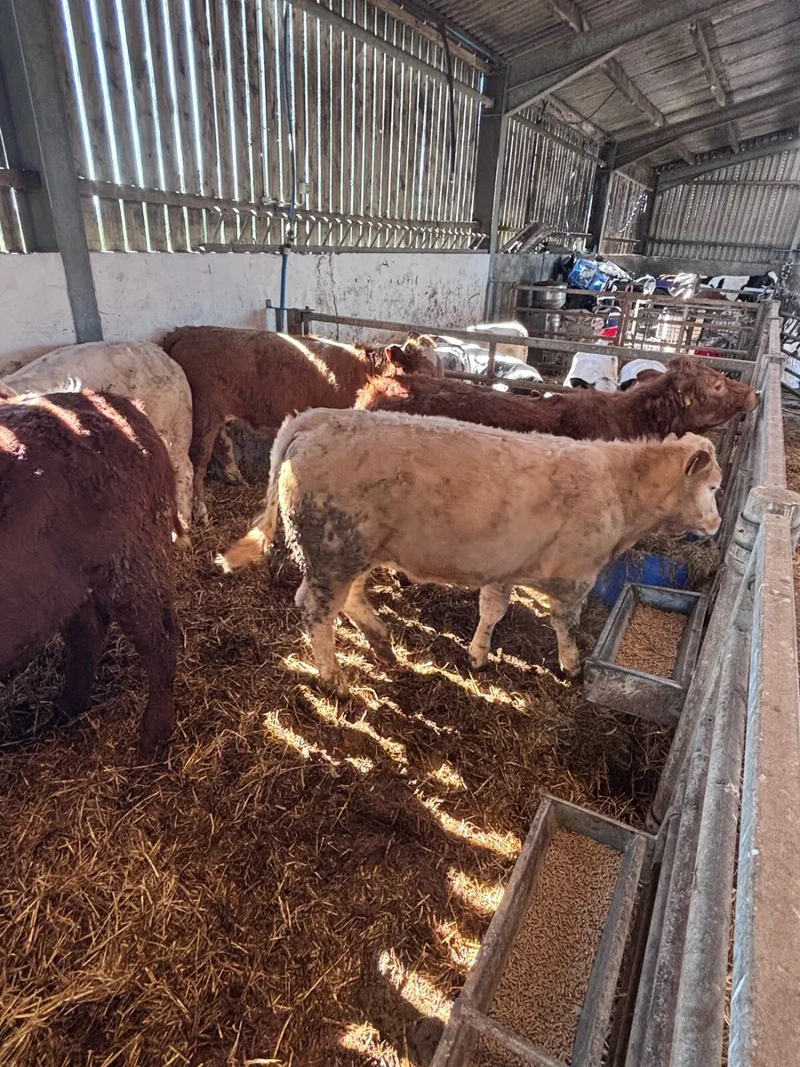 6 Ch and lim heifers - Image 1