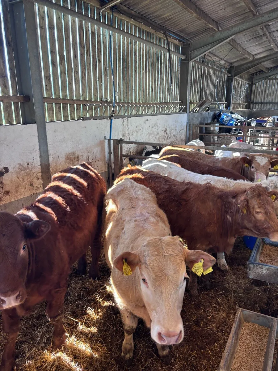 6 Ch and lim heifers - Image 2