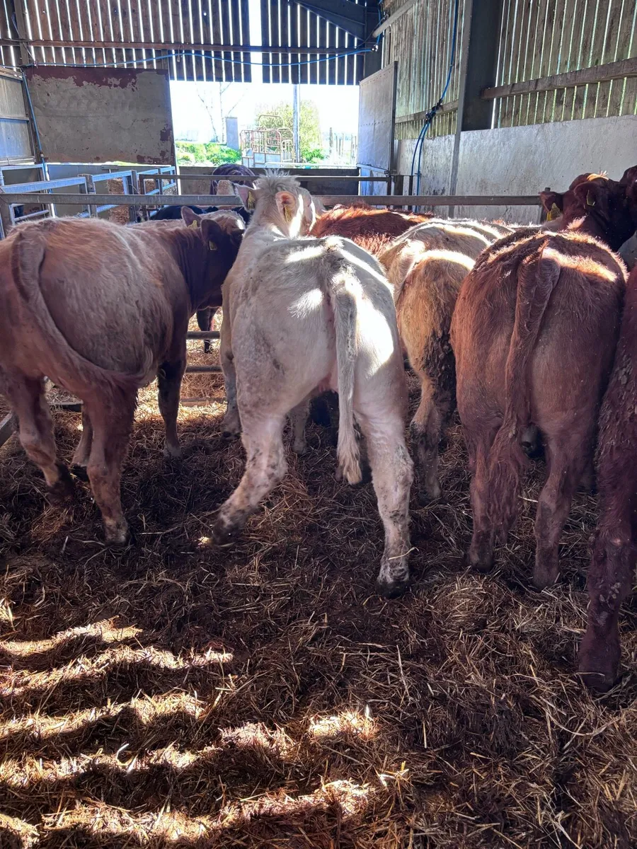 6 Ch and lim heifers - Image 4