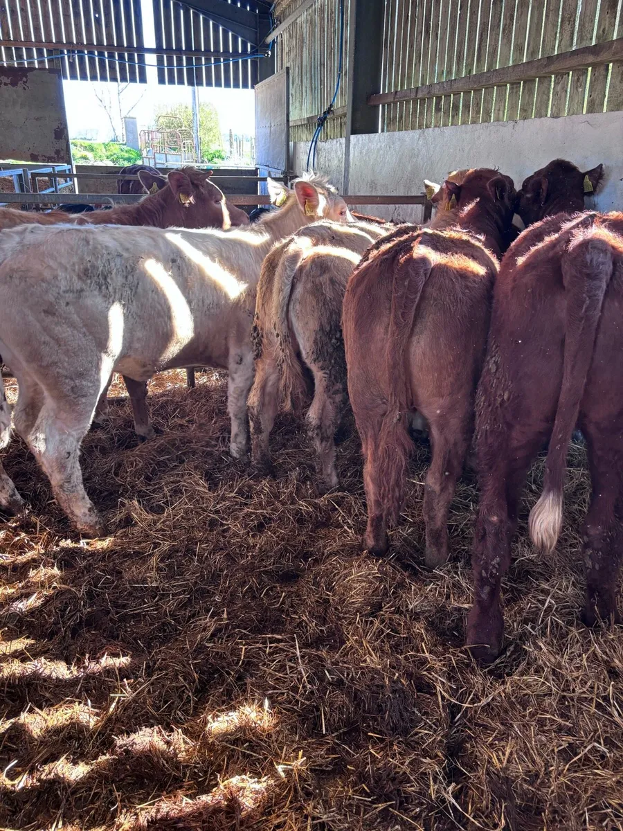 6 Ch and lim heifers - Image 3