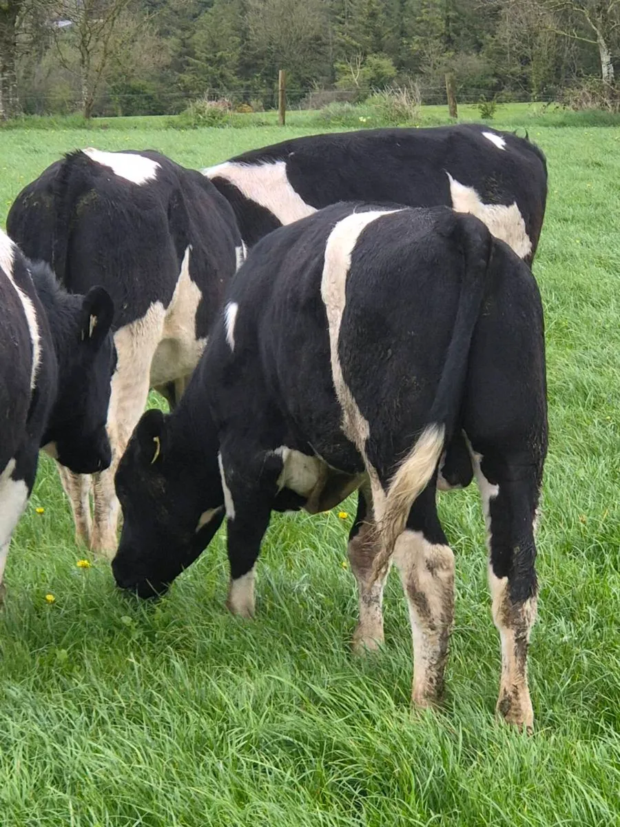 Friesian Registered Bulls - Image 1