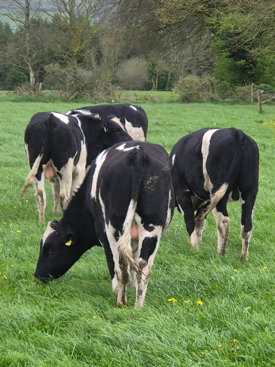 Friesian Registered Bulls - Image 3