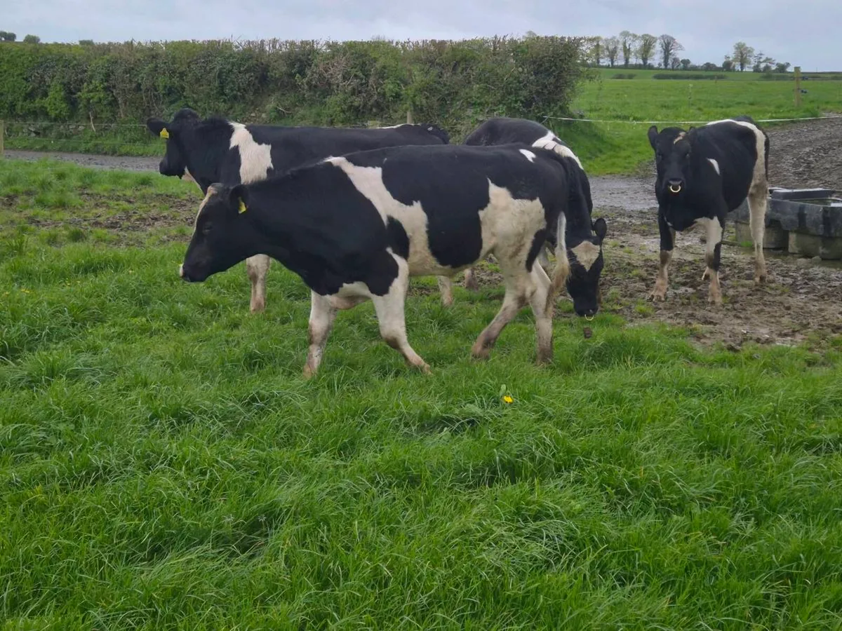 Friesian Registered Bulls - Image 4