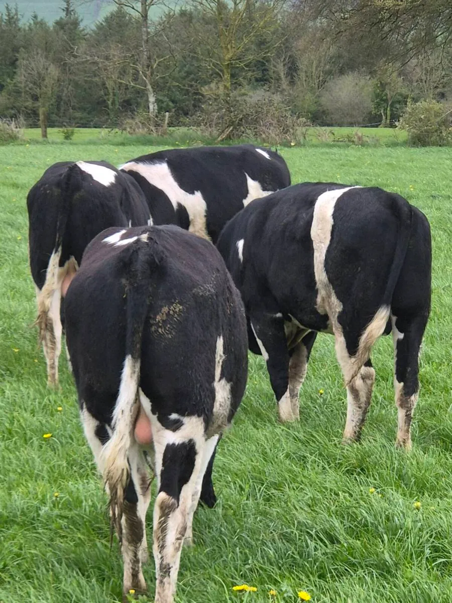 Friesian Registered Bulls - Image 2