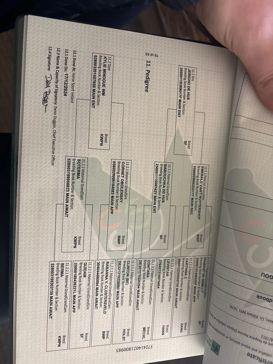 Jericho de Hus x Cornet Obolensky & Tyson x Cornet - Image 1