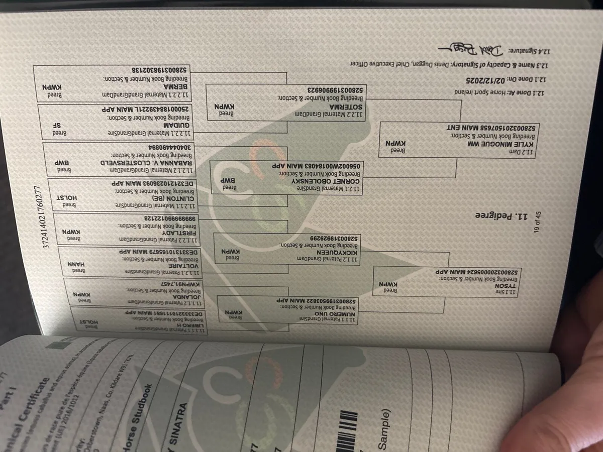 Jericho de Hus x Cornet Obolensky & Tyson x Cornet - Image 2