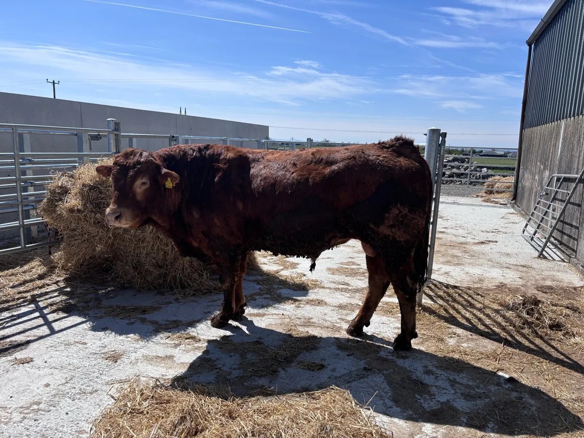 Limousin Bull - Image 4