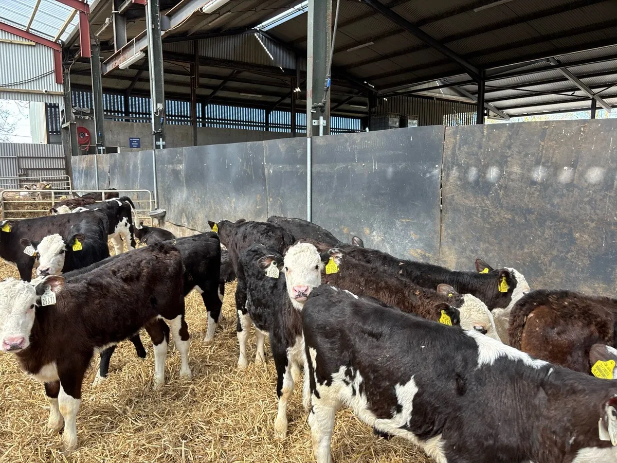 18 super weaned Hereford heifers - Image 1