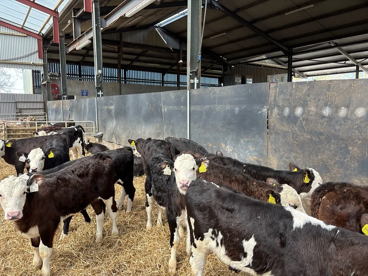 18 super weaned Hereford heifers - Image 2