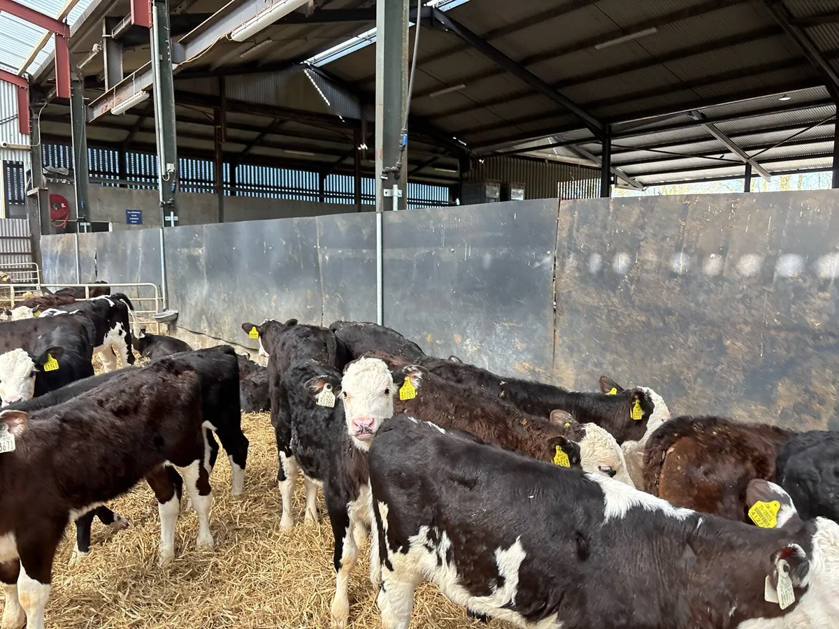 18 super weaned Hereford heifers - Image 3