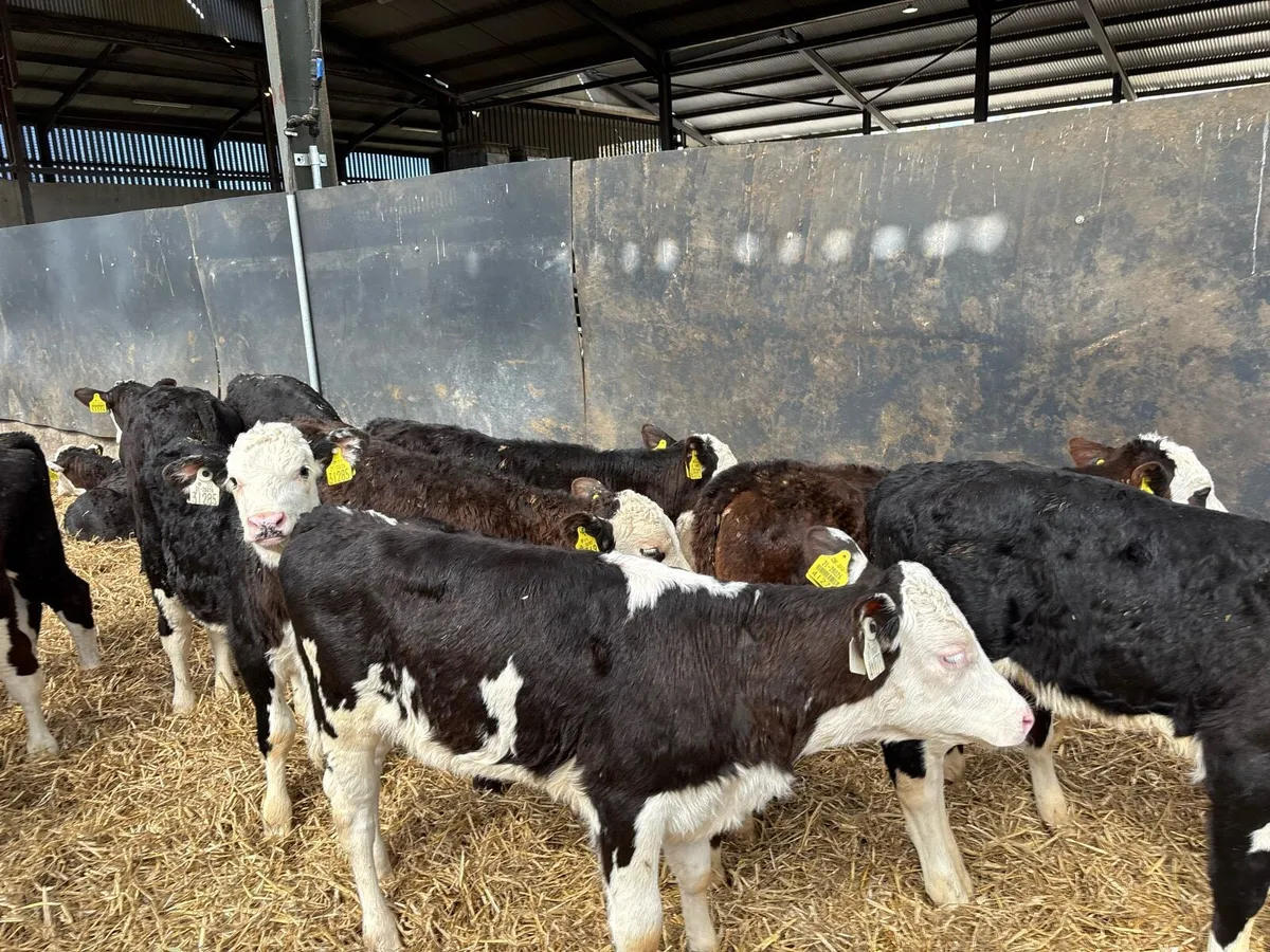 18 super weaned Hereford heifers - Image 4