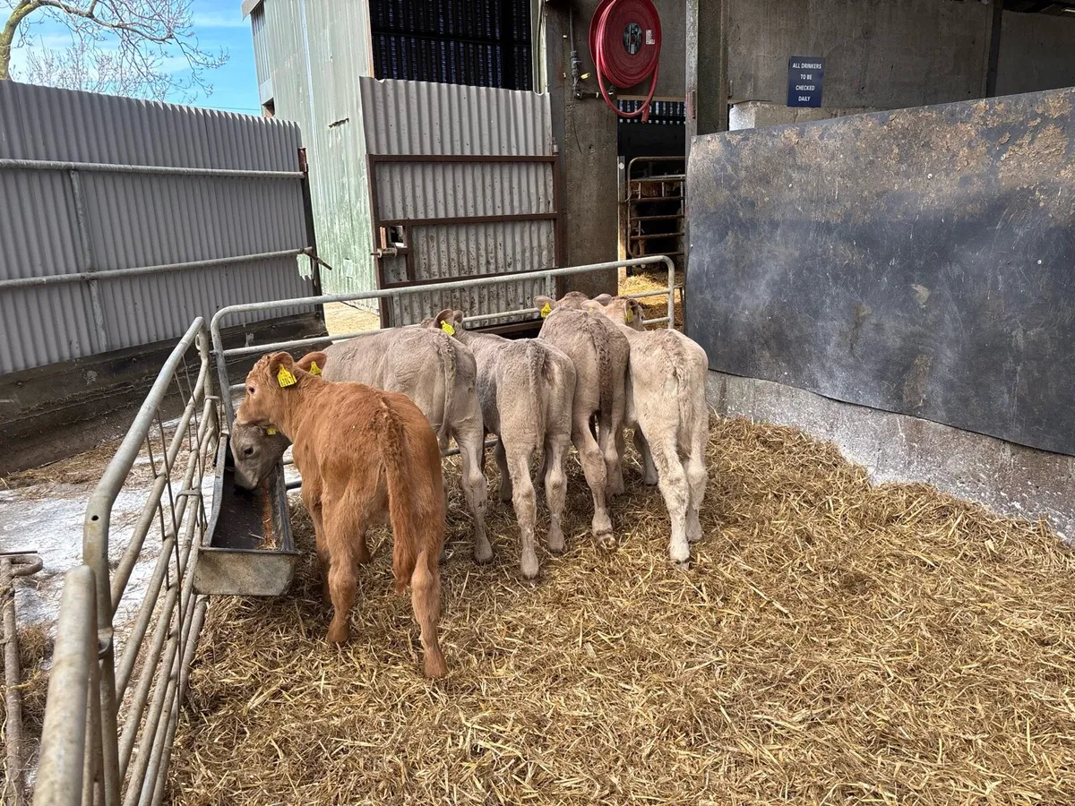 6 reared charlaois heifer calf’s - Image 1
