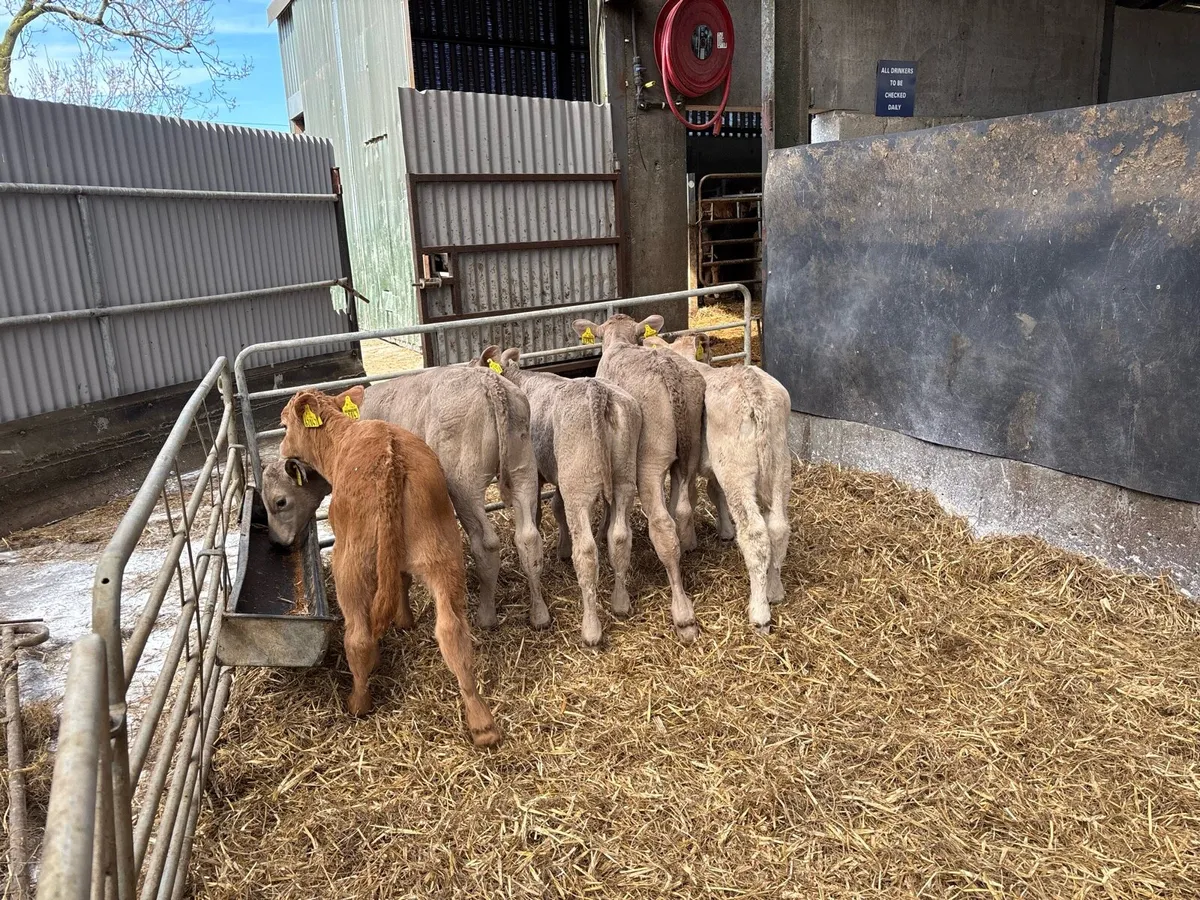 6 reared charlaois heifer calf’s - Image 4