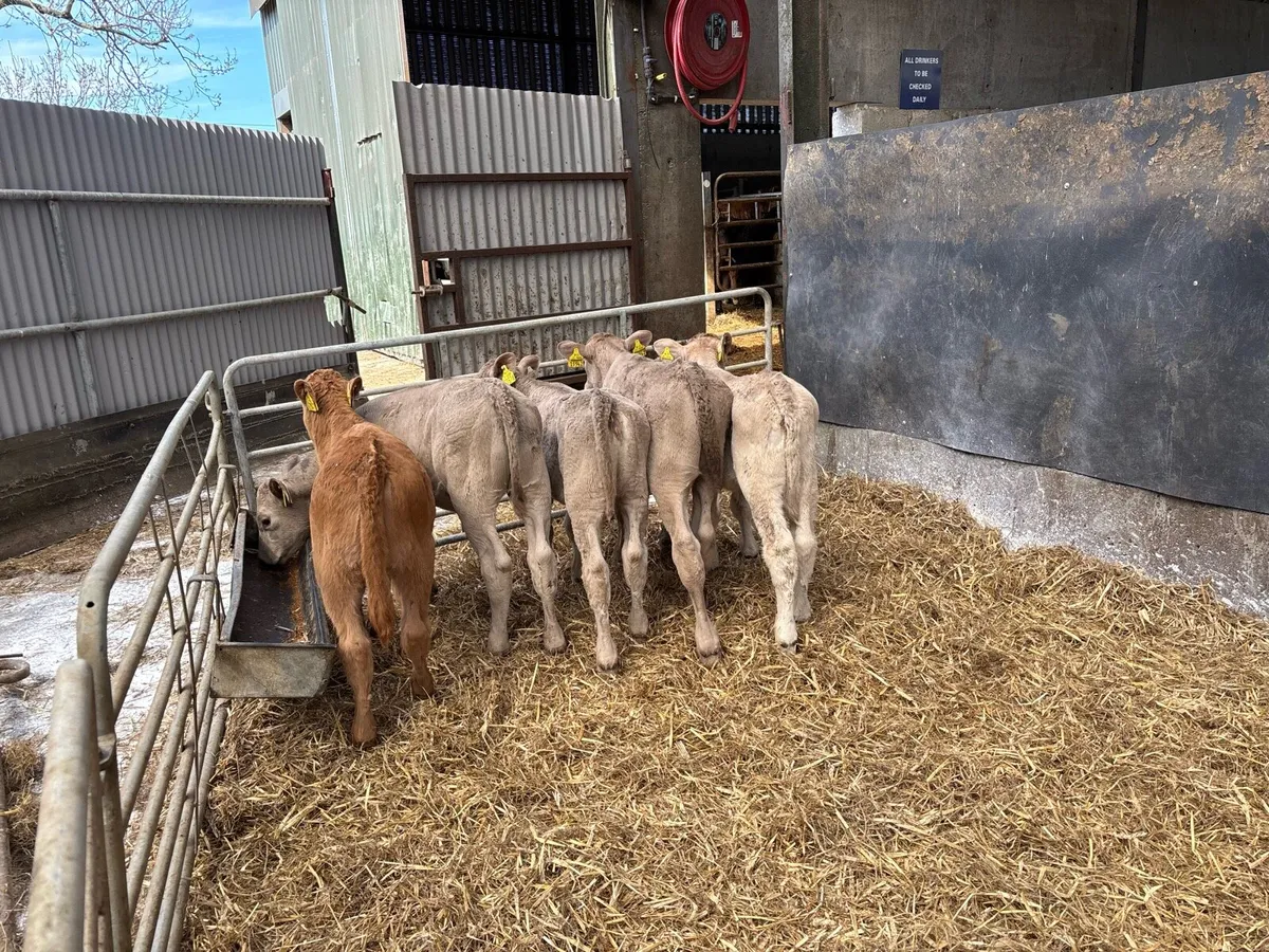 6 reared charlaois heifer calf’s - Image 2