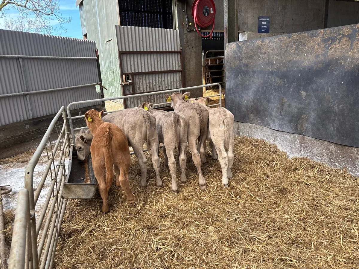 6 reared charlaois heifer calf’s - Image 3