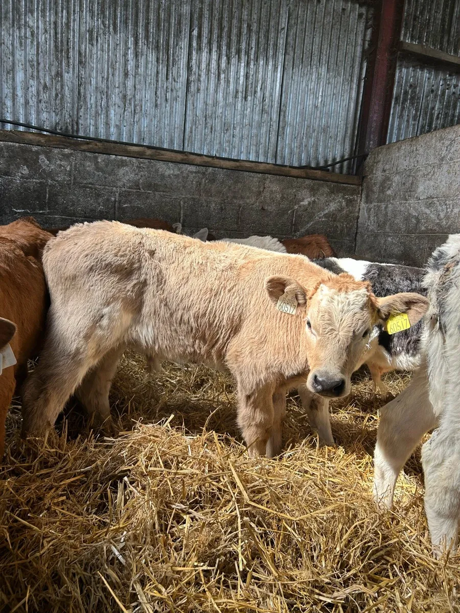 Continental bull calves - Image 1