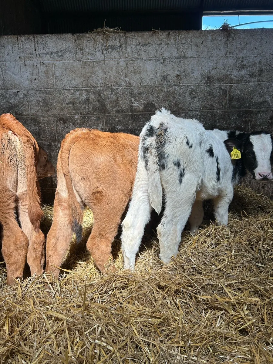 Continental bull calves - Image 4