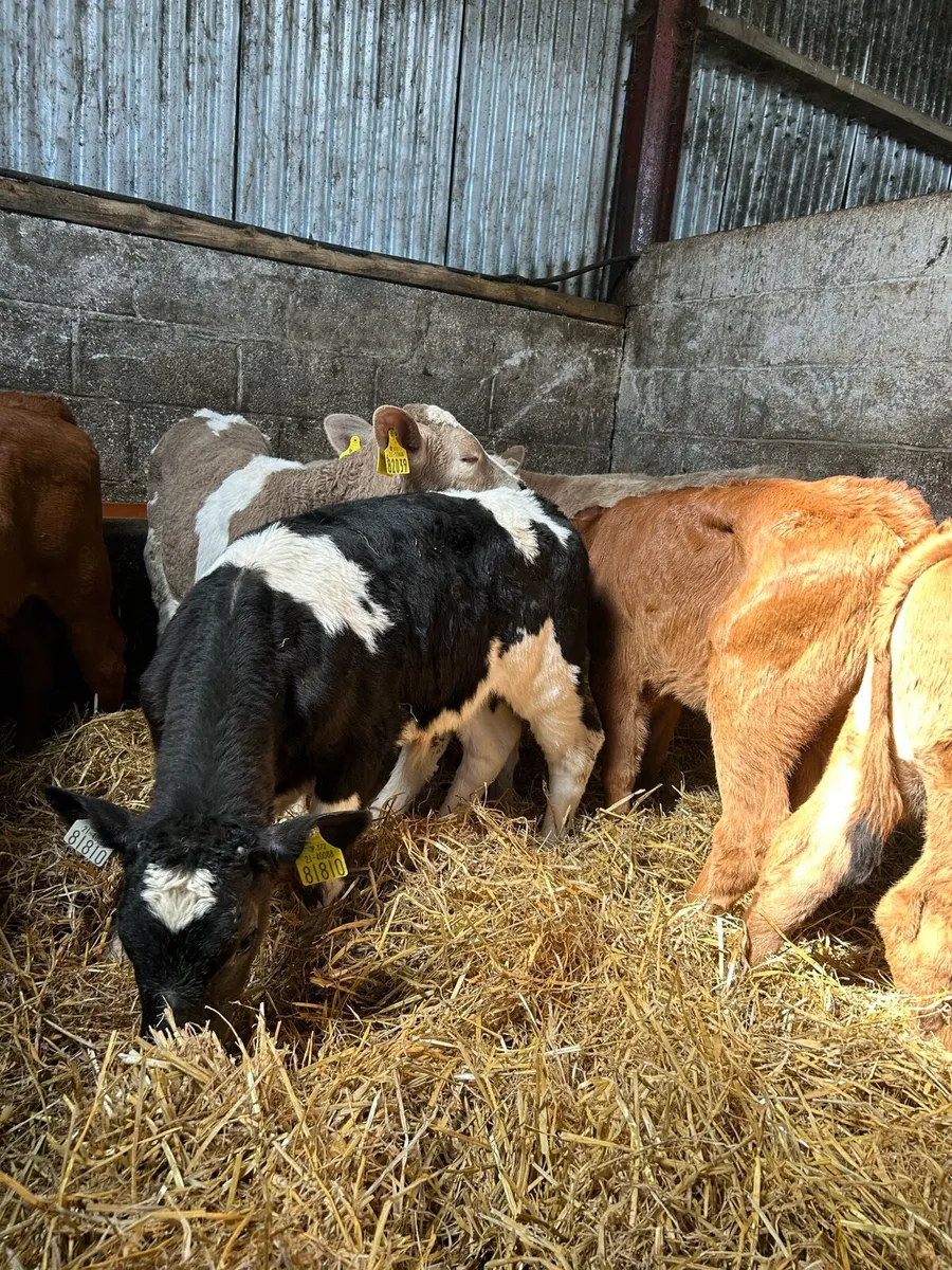 Continental bull calves - Image 2